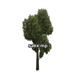 Object preview · veg_treea1