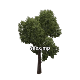 Object preview · veg_treeb1