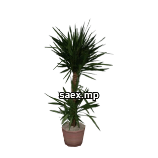 Object preview · veg_palmkb8