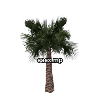 Object preview · veg_palmbig14