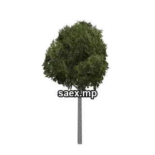 Object preview · sm_bevhiltree