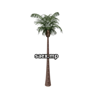 Object preview · vgs_palm01