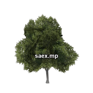 Object preview · veg_bevtree1