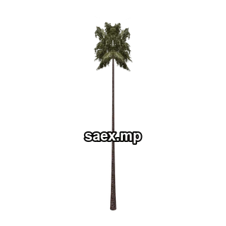 Object preview · sjmpalmtall