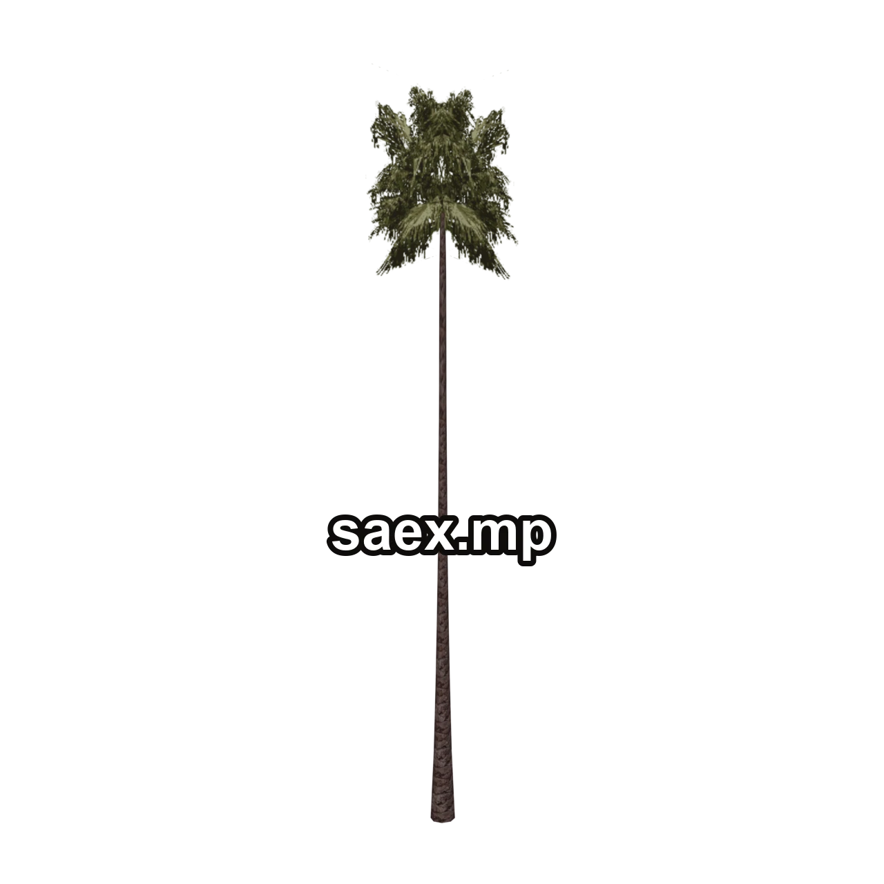 Object preview · sjmpalmtall