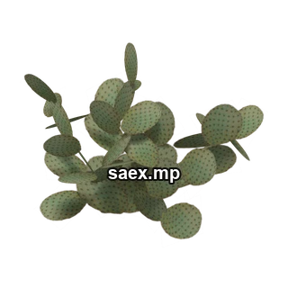 Object preview · sm_des_pcklypr3