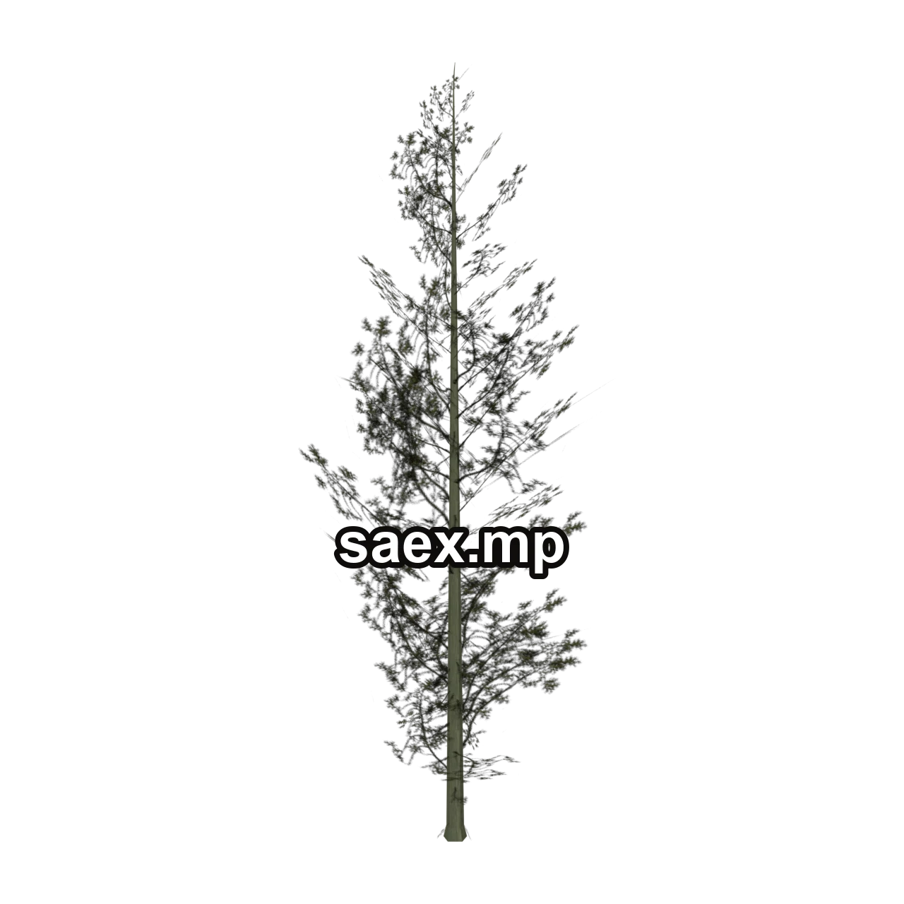 Object preview · Cedar1_hi