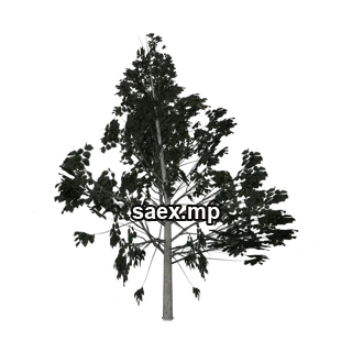 Object preview · Hazelweetree_hi