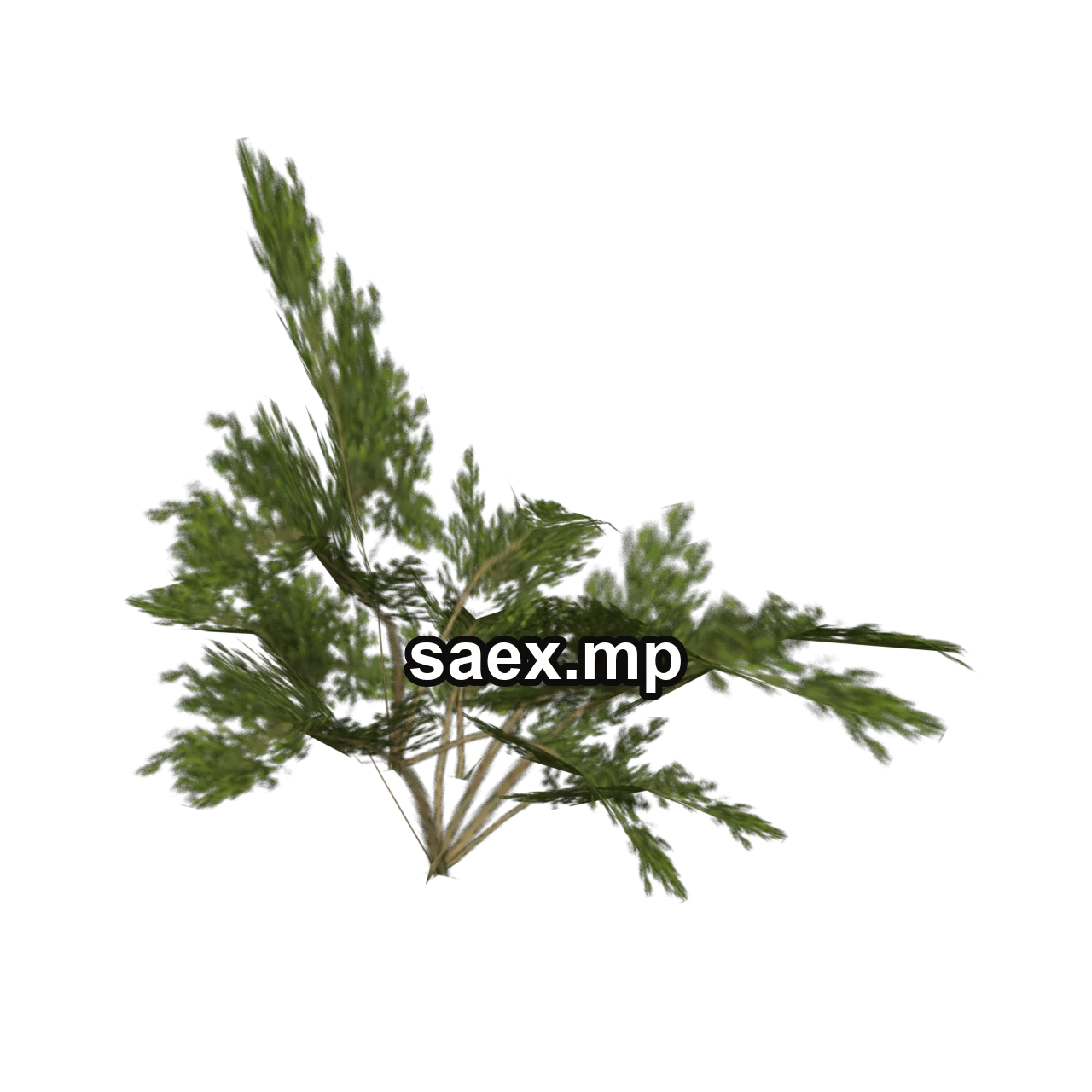 Object preview · genVEG_bush17