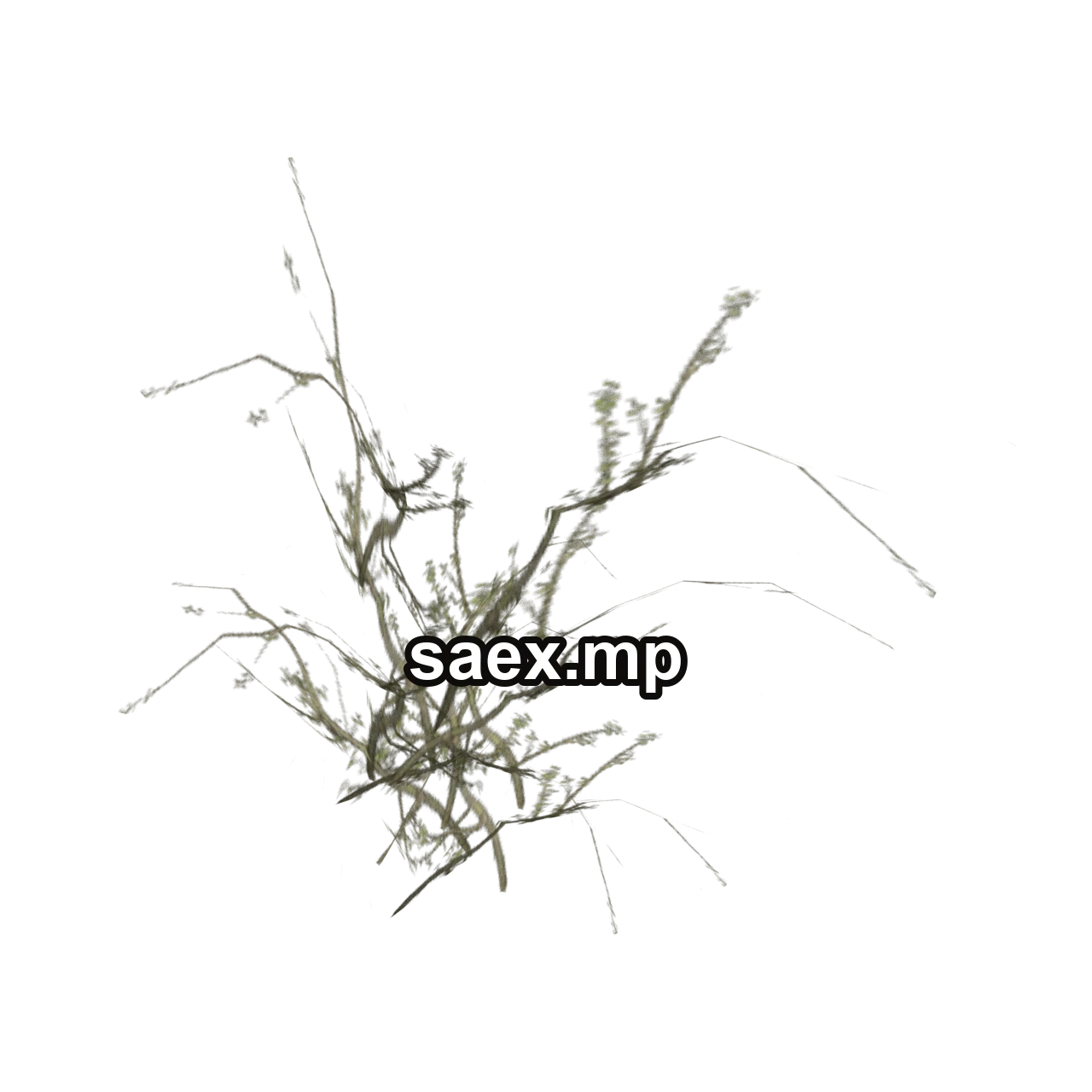 Object preview · genVEG_bush19