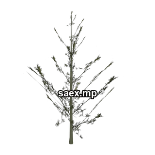 Object preview · Cedar2_PO
