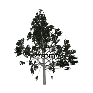 Object preview · Hazelweetree_PO